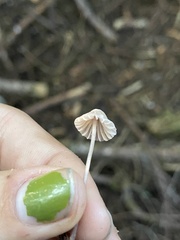 Mycena capillaripes
