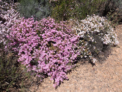 Ruschia multiflora