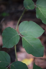 Canavalia septentrionalis