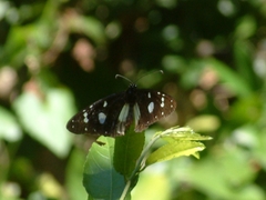 Amauris albimaculata