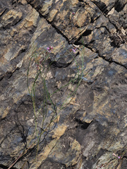 Polygala garcinii