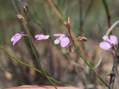 Polygala garcinii