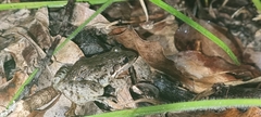 Leptodactylus melanonotus