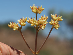 Crassula