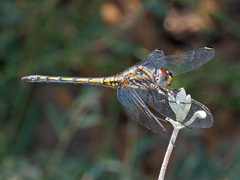 Trithemis furva