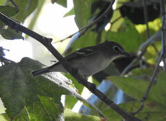 Vireo plumbeus
