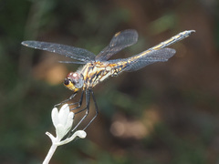 Trithemis furva