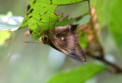 Hasora badra