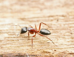 Camponotus innexus