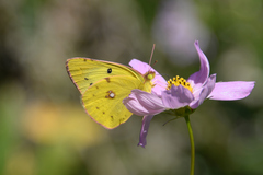Colias poliographus