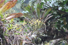 Oncidium adelaidae