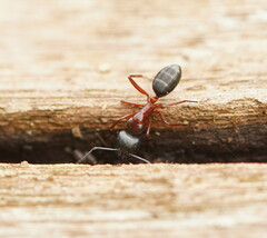 Camponotus innexus