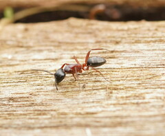 Camponotus innexus