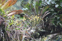 Oncidium adelaidae