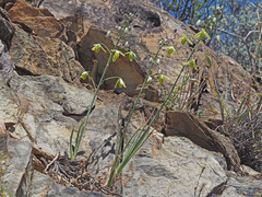 Albuca cooperi