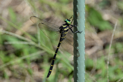 Anotogaster sieboldii