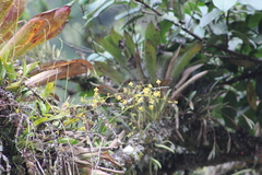 Oncidium adelaidae