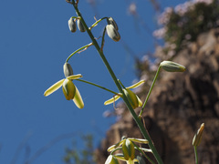 Albuca cooperi