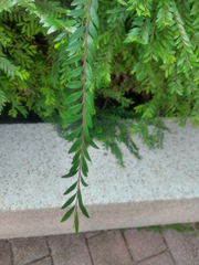 Phyllanthus myrtifolius