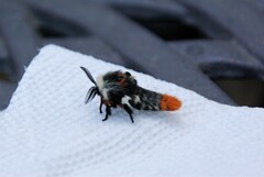 Hemileuca nevadensis