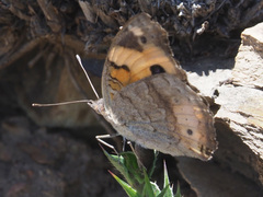 Junonia hierta cebrene
