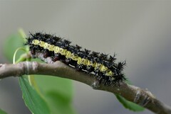 Hemileuca nevadensis