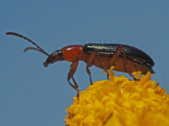 Neoeutrapela