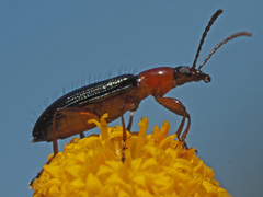 Neoeutrapela
