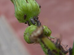 Aphis