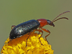 Neoeutrapela