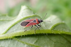 Neacoryphus bicrucis