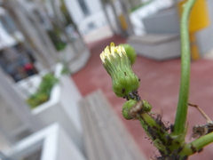 Aphis