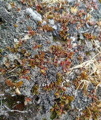 Gaultheria nubicola