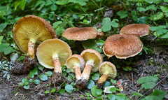 Suillus ampliporus