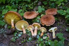 Suillus ampliporus