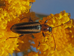 Neoeutrapela