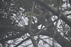 Callosciurus erythraeus