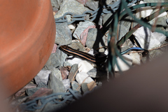 Plestiodon finitimus