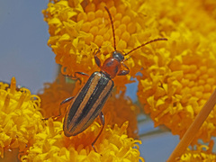 Neoeutrapela