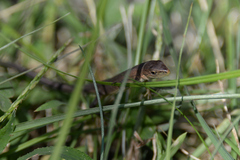 Takydromus tachydromoides