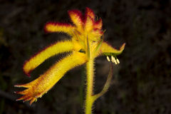 Anigozanthos humilis
