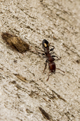 Podomyrma adelaidae