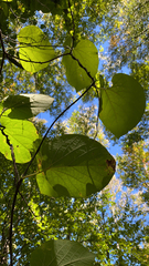 Aristolochia