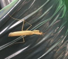 Mantis religiosa