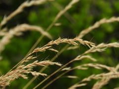 Arrhenatherum palaestinum