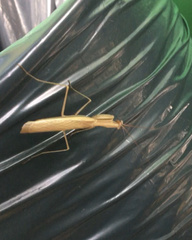 Mantis religiosa