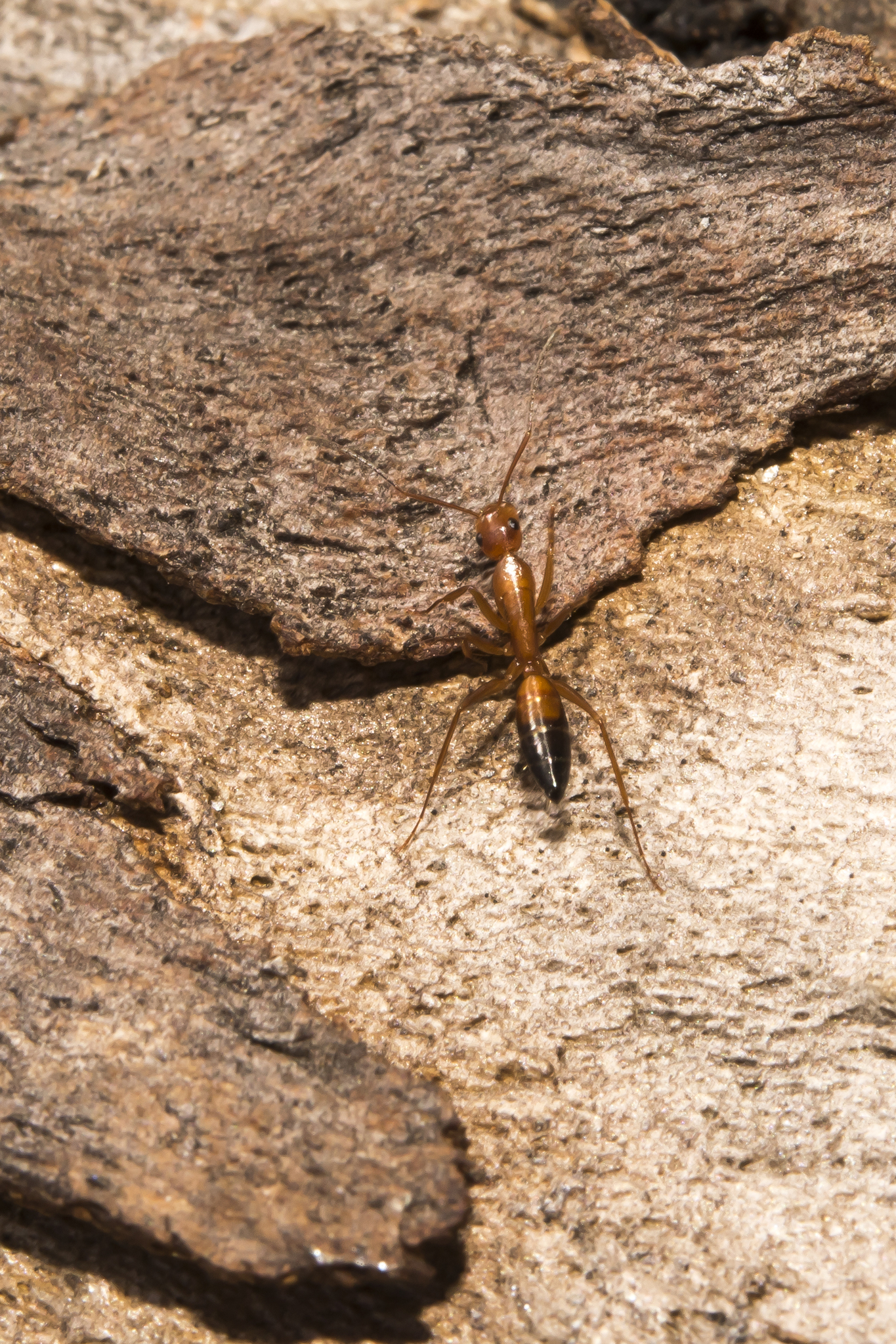 Camponotus marcens