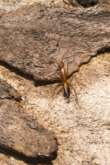 Camponotus marcens
