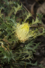 Banksia armata