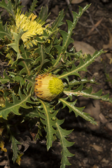 Banksia armata